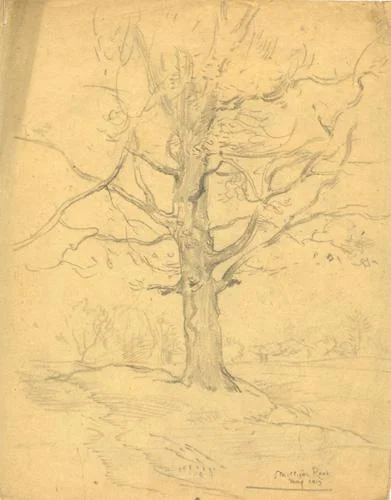 Milligan Road (oak tree)